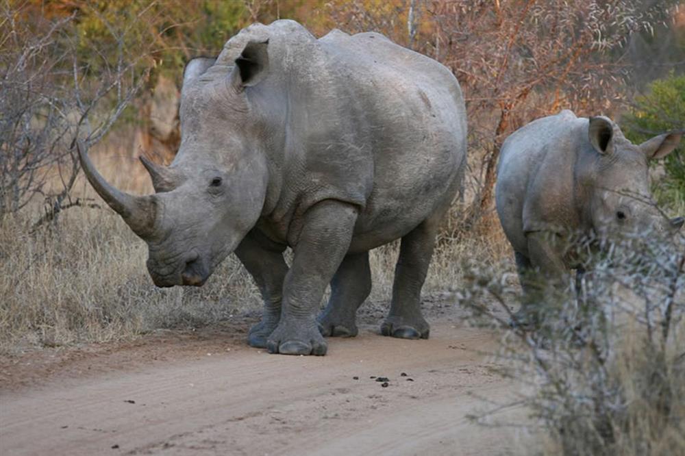 Chapungu Luxury Tented Camp